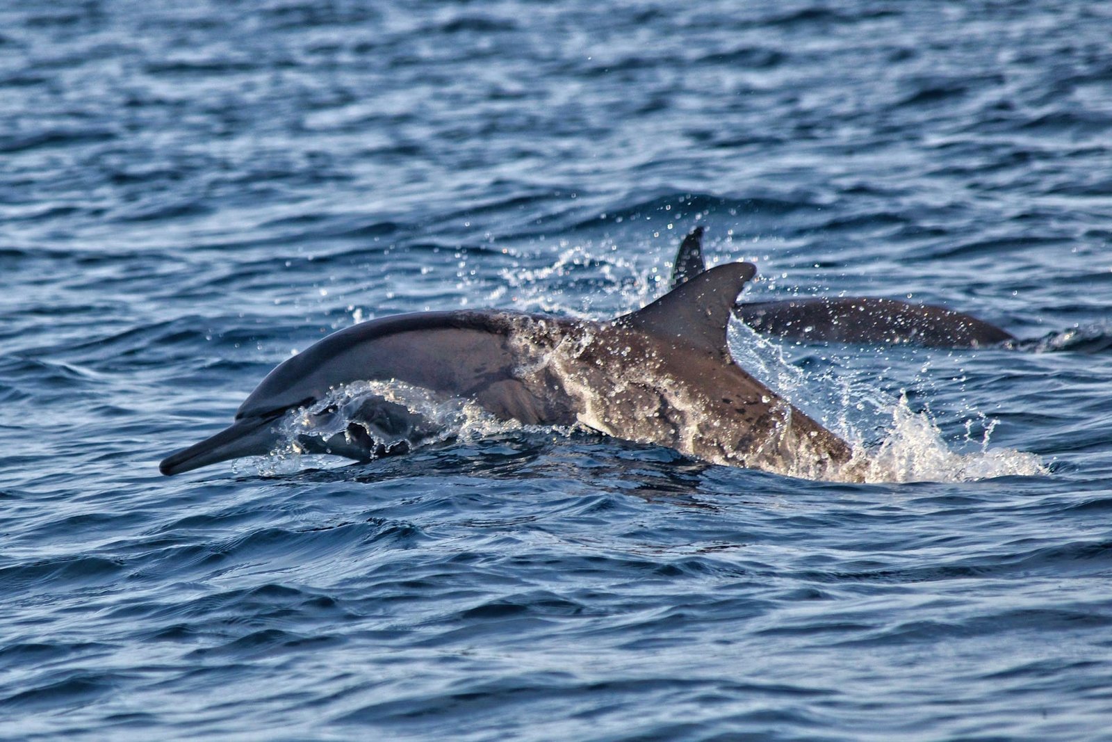 Dolphins Lovina Bay